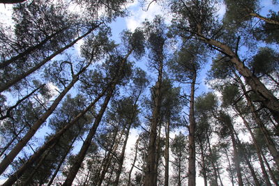 Low angle view of bamboo trees