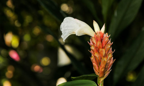 Close-up of white flowering plant