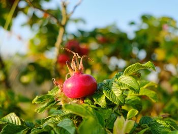 Close-up of apples on plant