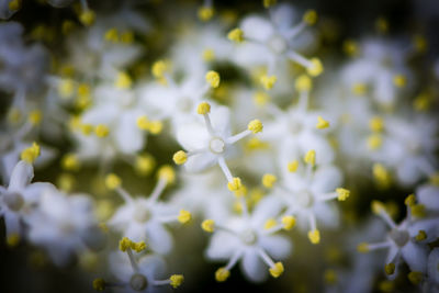 Close-up of flowers blooming outdoors