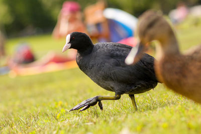 Close-up of duck on field