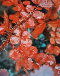 Close-up of red plant with water drops