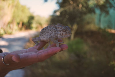 Close-up of hand holding mushroom