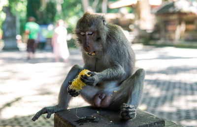 Monkeys eating outdoors
