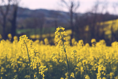 Yellow flowering plants on field