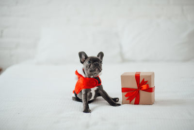 Portrait of dog on bed at home