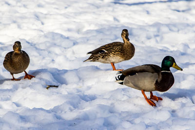 Mallard ducks on snow covered land