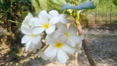 Close-up of white flowers blooming outdoors