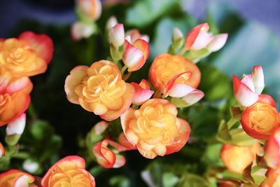 Close-up of flowers blooming outdoors