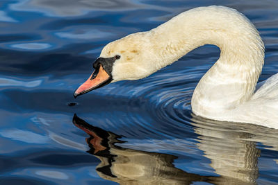 Close-up of swan swimming in lake