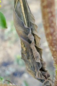 Close-up of plant growing on tree trunk