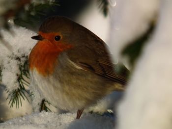 Close-up of bird