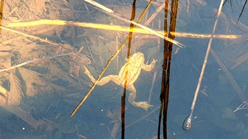 High angle view of leaves floating on lake during winter