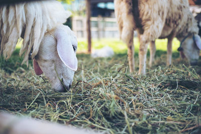 Sheep grazing in a field