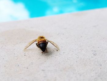 High angle view of bee on sand