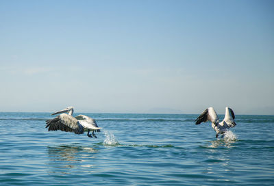 Two pelicans flying over water