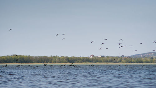 Birds flying over the lake