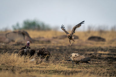 Tawny eagle