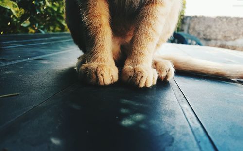 Low section of cat sitting on table