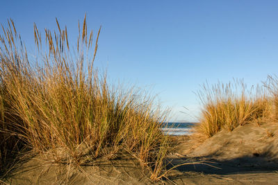 Plants growing on beach against clear blue sky