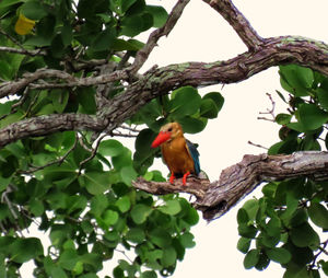 Low angle view of parrot perching on tree