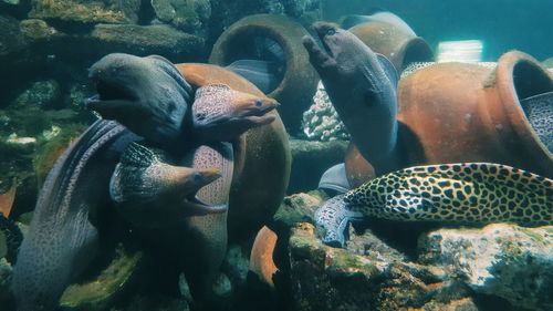 Close-up of fishes swimming in sea