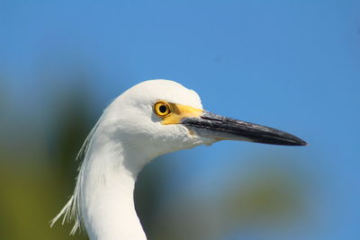 Close-up of seagull