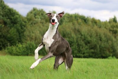 Portrait of dog on field