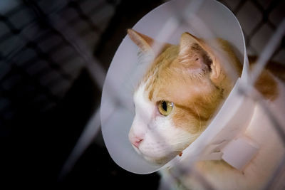 Close-up portrait of cat