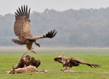 Eagles flying over field against trees