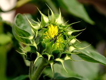 Close-up of insect on leaf