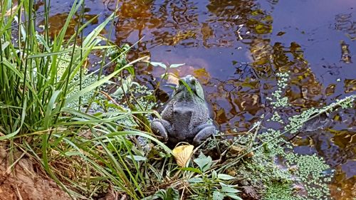 Close-up of frog in water