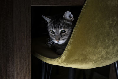 Portrait of cat by window