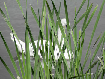 Close-up of green grass