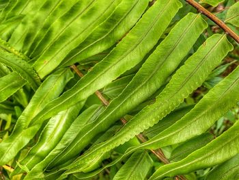 Full frame shot of green leaf