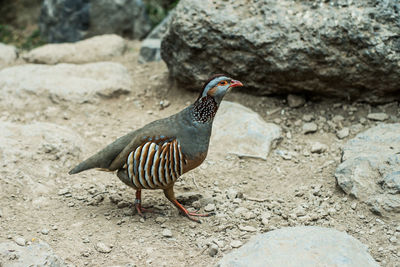 Close-up of bird perching on rock