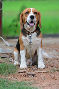 Portrait of dog standing on field