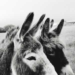 Close-up portrait of horse on field against sky