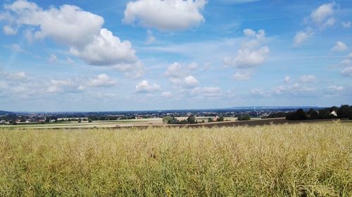 Scenic view of field against sky
