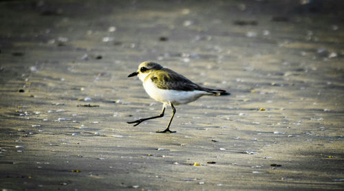Close-up of birds