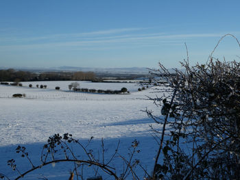 Scenic view of frozen trees against sky