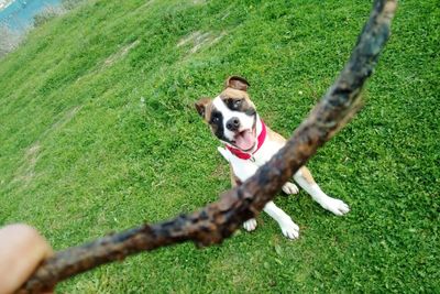 Portrait of a dog on field