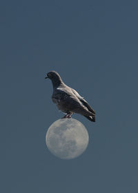 Low angle view of seagull perching on rock against sky