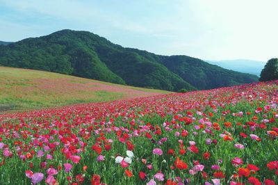Flowers blooming in field