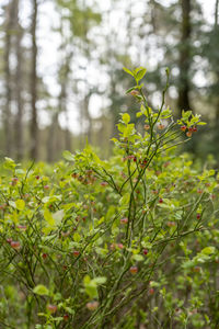 plant