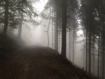 Trees in forest