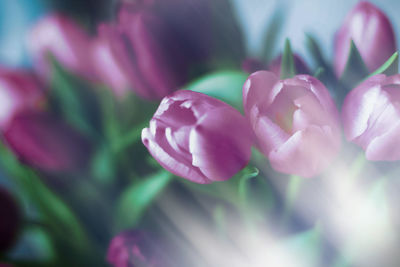 Close-up of purple flowering plant