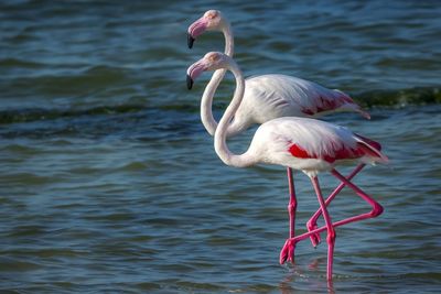 Close-up of bird in water