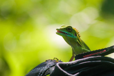 Close-up of lizard on leaf