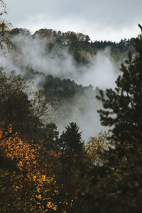 Scenic view of forest against sky